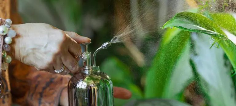 apply the vinegar and soap insecticide