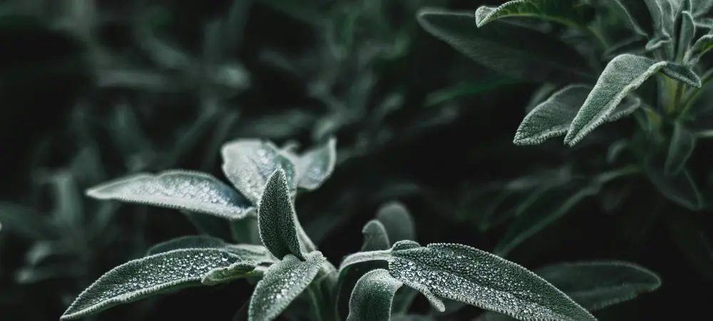 A quale temperatura muore l'oidio?