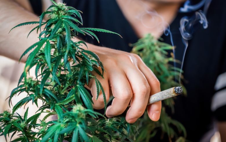 Noticias Cannábicas