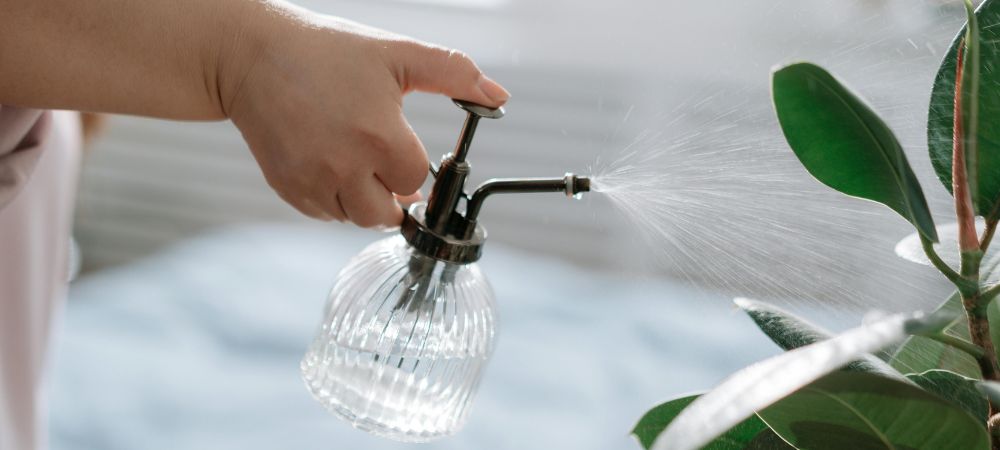 Regar con canela para plantas