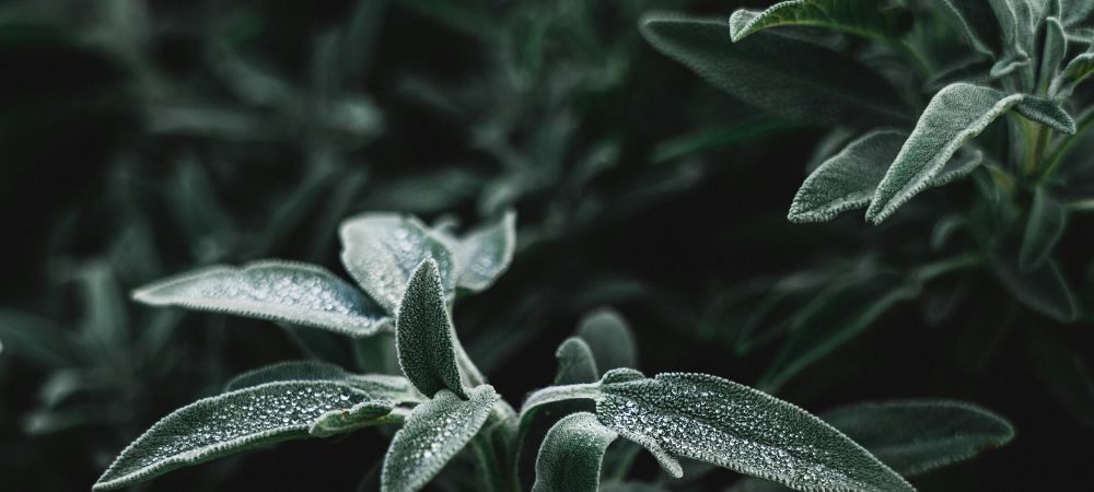 A qué temperatura se elimina el oídio