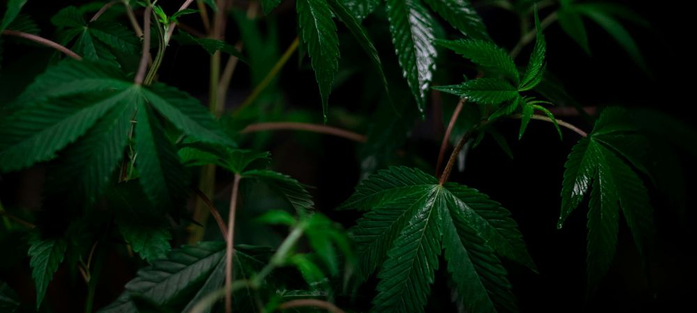 Temperatura muere oídio