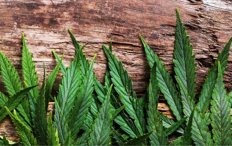 Noticias Cannábicas