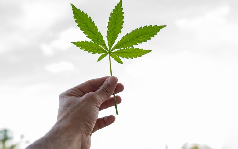 Noticias Cannábicas