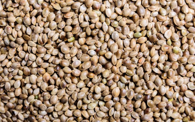 Noticias Cannábicas