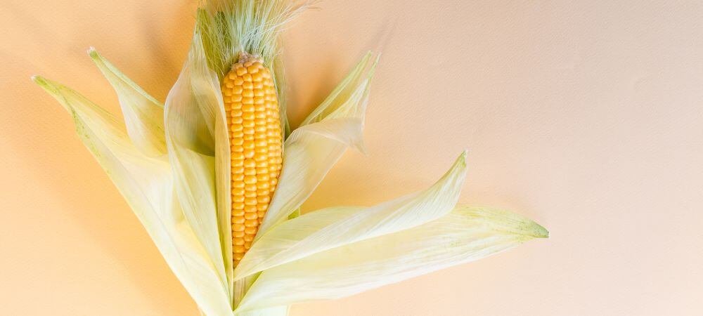 hojas de maíz como alternativa al papel de fumar