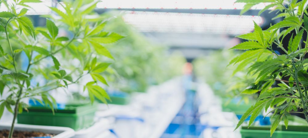 Cómo cultivar cannabis en invernadero