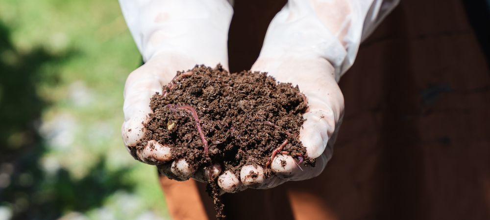 Cuál es el mejor humus de lombriz