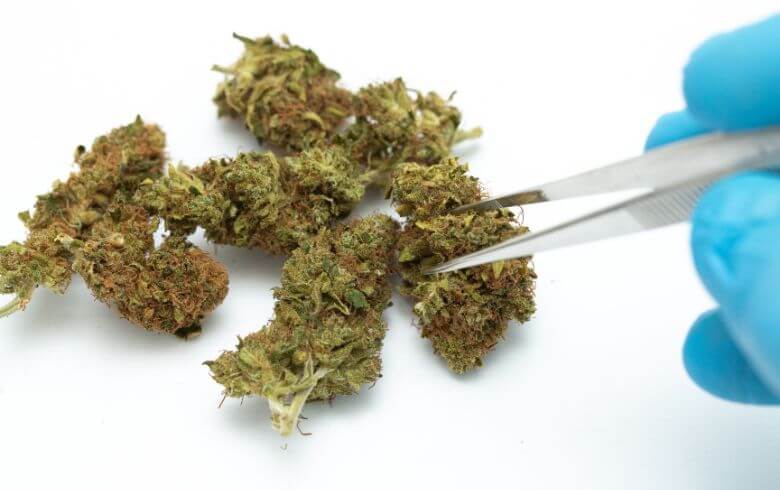 Noticias Cannábicas