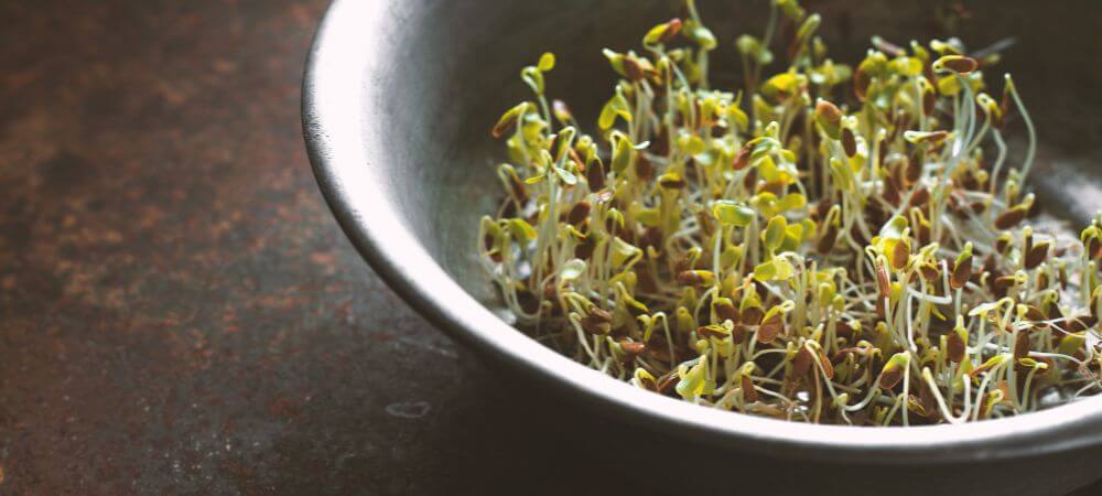 Germination de légumineuses