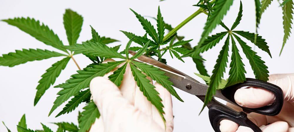 Coupe d'une bouture de cannabis