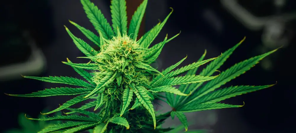 Protéger les cultures de cannabis du stress abiotique