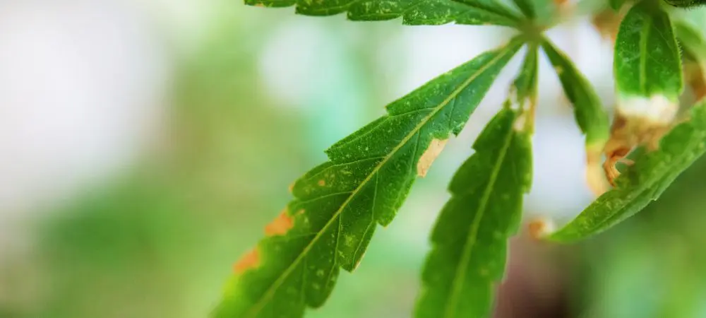 Stress abiotique des plants de cannabis