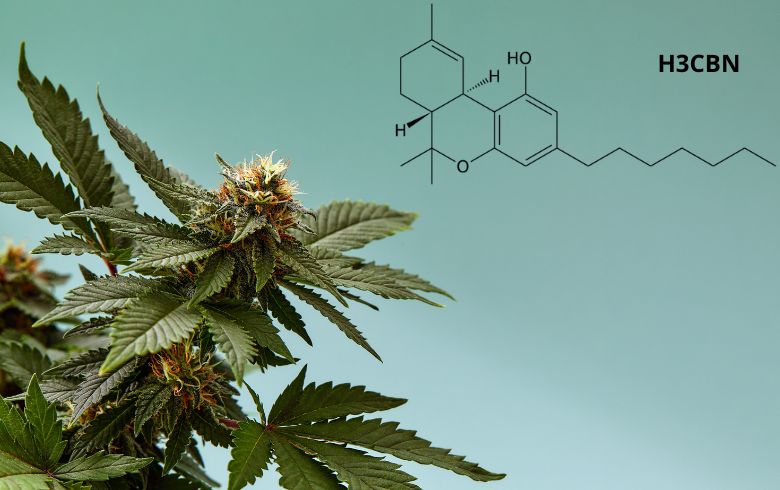 Noticias Cannábicas