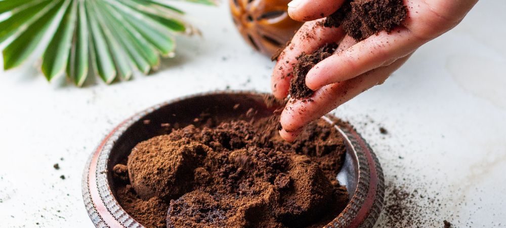Pflanzen brauchen kompostierten Kaffeesatz