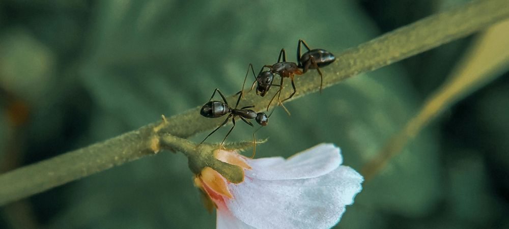 Formiche delle piante