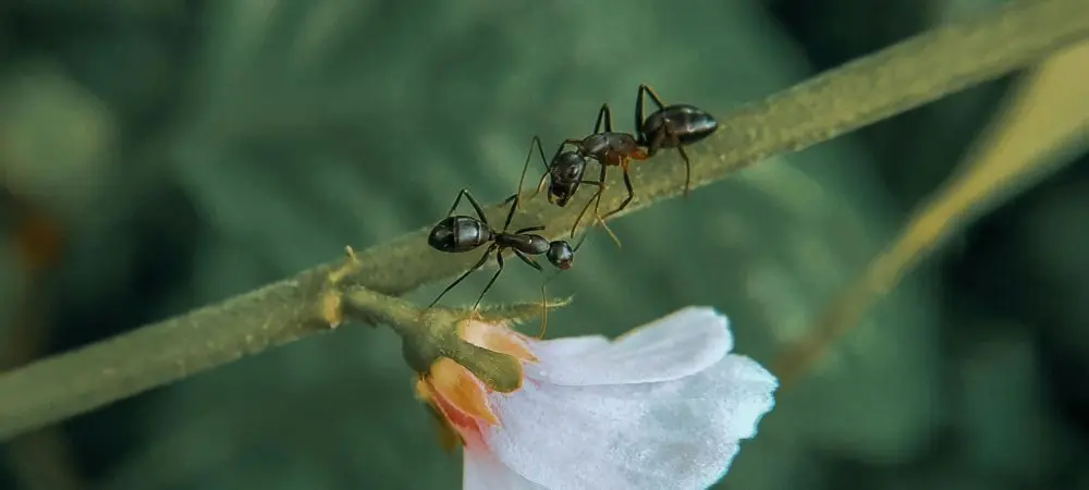 Formiche delle piante
