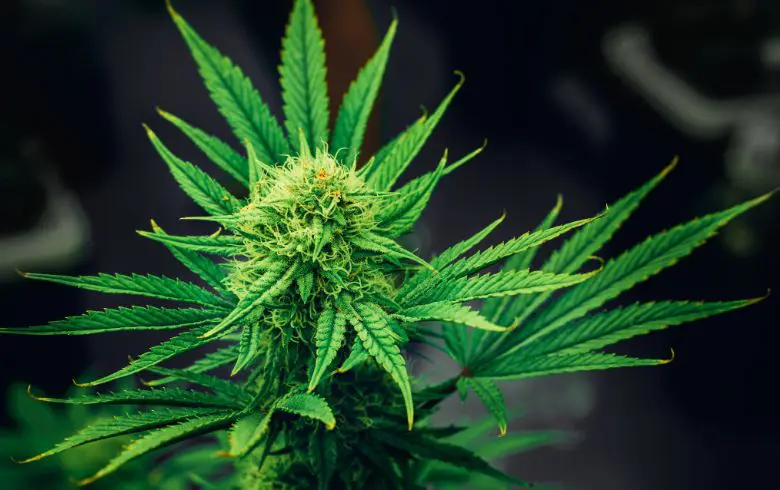 Recetas con marihuana