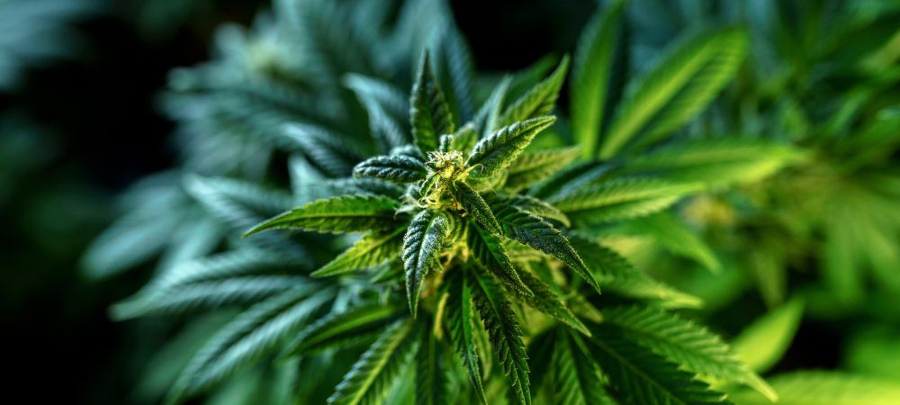 Mamba Negra marihuana