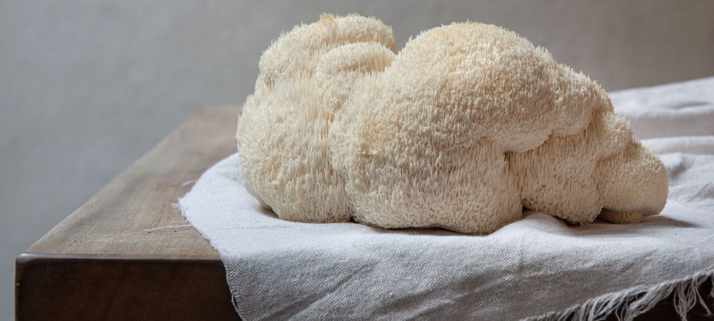 Cómo usar la melena de león