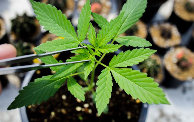 Noticias Cannábicas