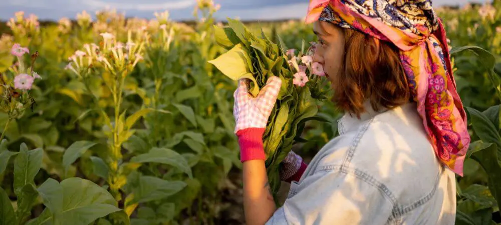 is it illegal to grow tobacco for personal use Grow tobacco at home