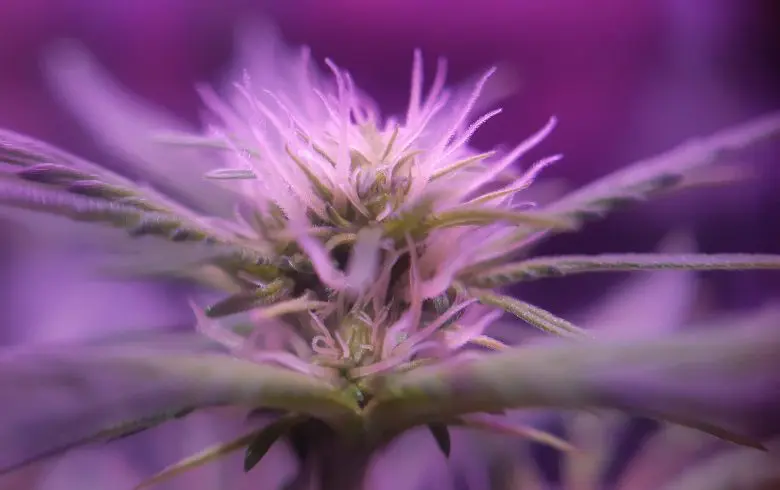 Cannabis Blüten erntet
