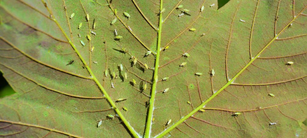 mejor insecticida para pulgones 1