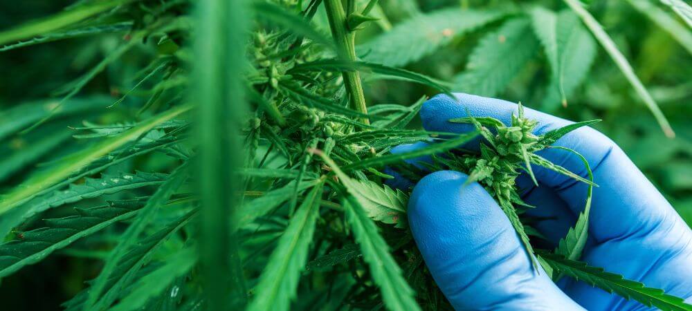 mejores insecticidas para la araña roja