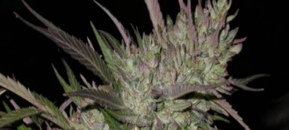 Pakistan Chitral Kush