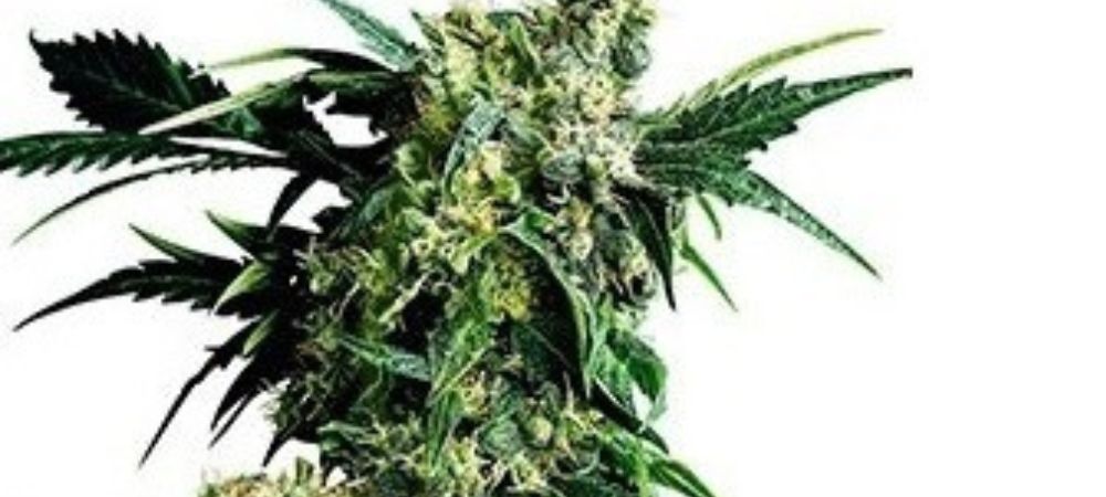 Mr. Nice G13 x Hash Plant Regular