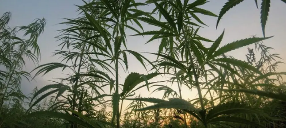 plantas de cannabis ao ar livre
