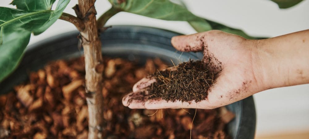 abono con ceniza y café