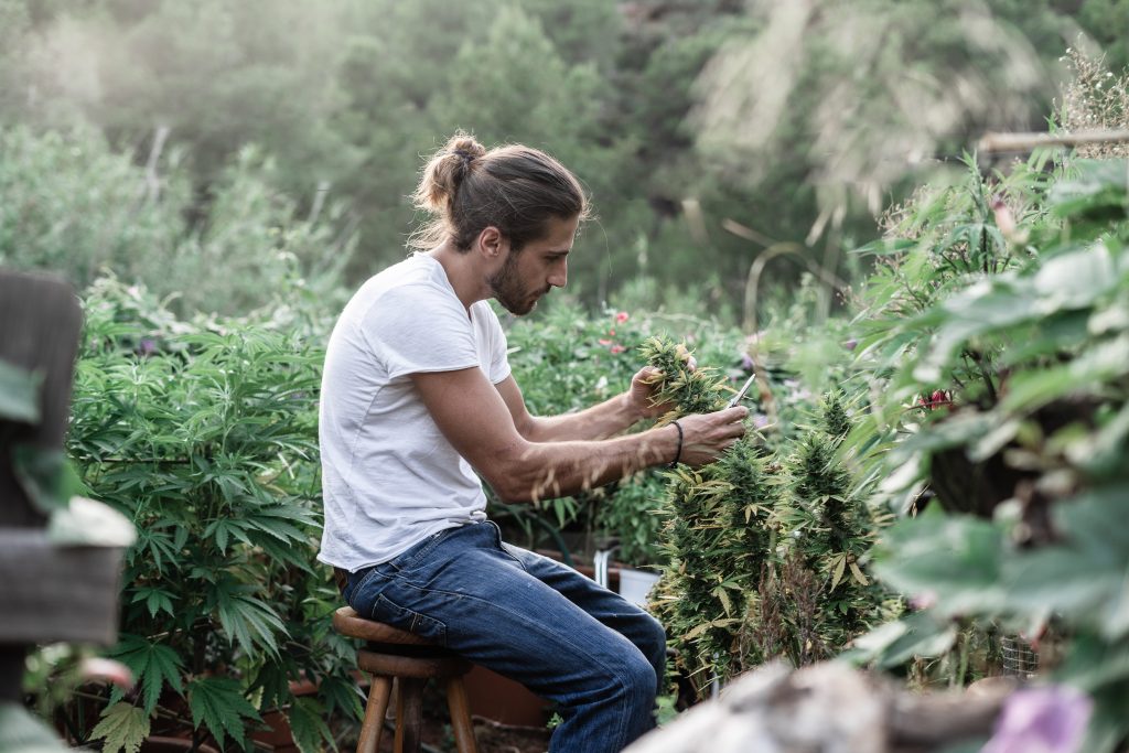 Cultivar no exterior