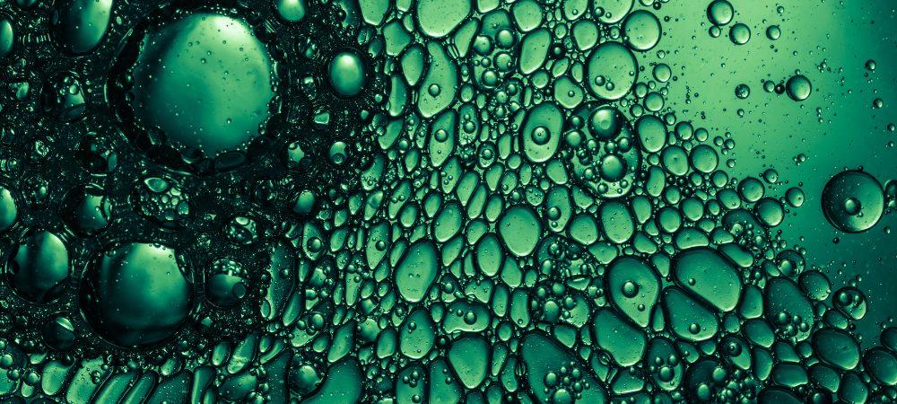 Anatomía de una planta de cannabis y como funciona