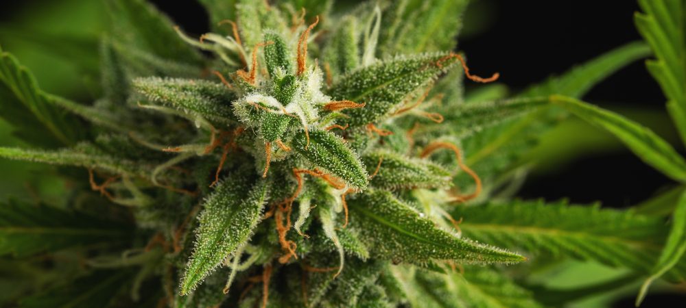Anatomía de una planta de cannabis y como funciona