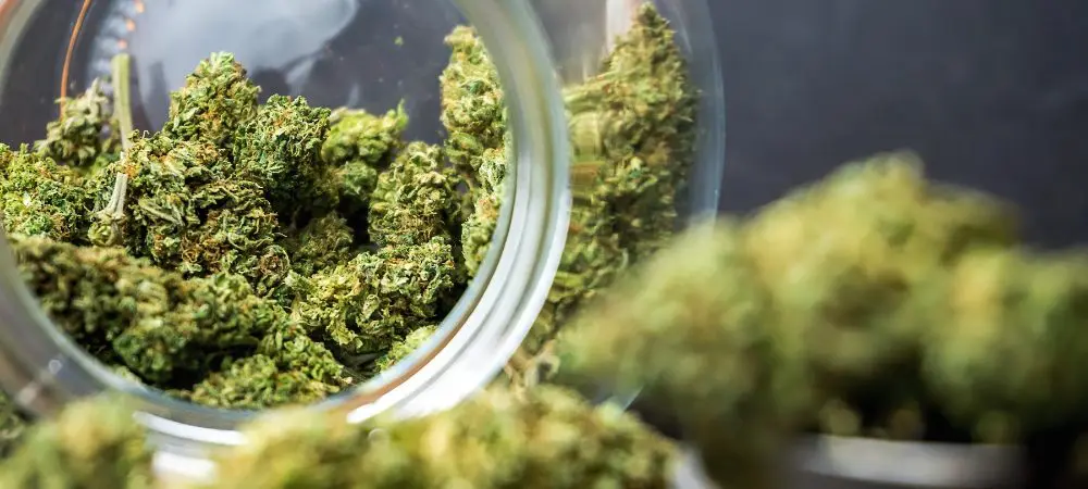 curado de marihuana