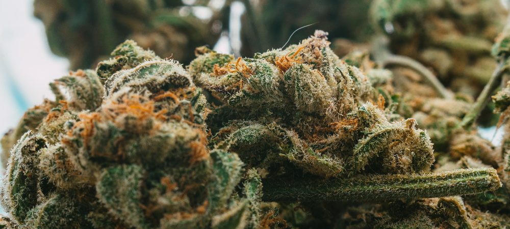 Marihuana mit Schimmel
