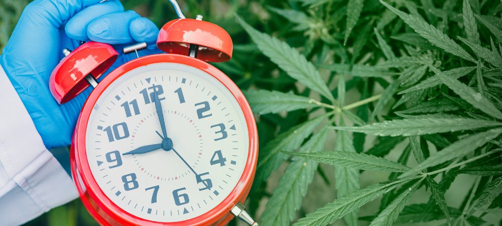 tiempo cannabis