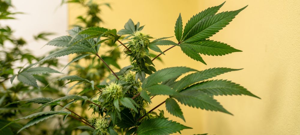 cannabis flowering stage