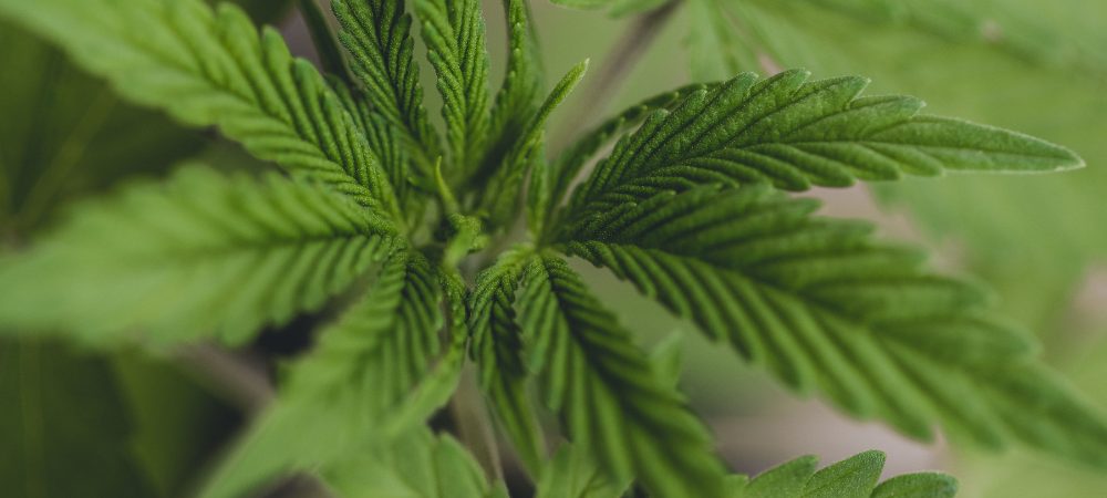 Anatomía de una planta de cannabis y como funciona