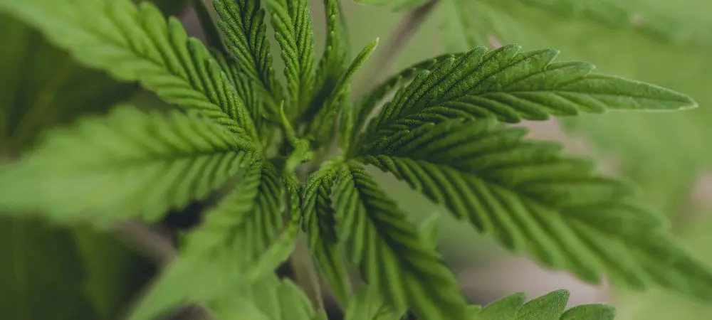Anatomía de una planta de cannabis y como funciona