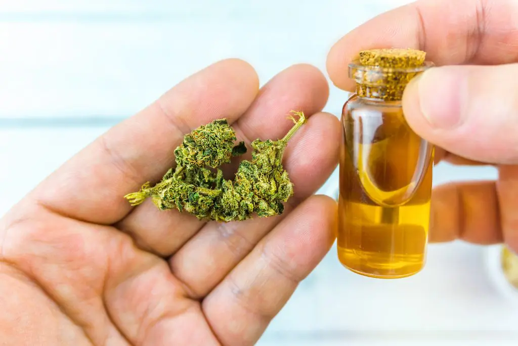 Cogollos junto a un frasco de cristal de aceite, en cuanto a las contraindicaciones del alcohol de cannabis