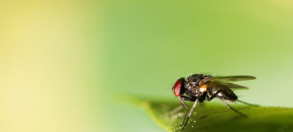 Bicarbonato como preventivo