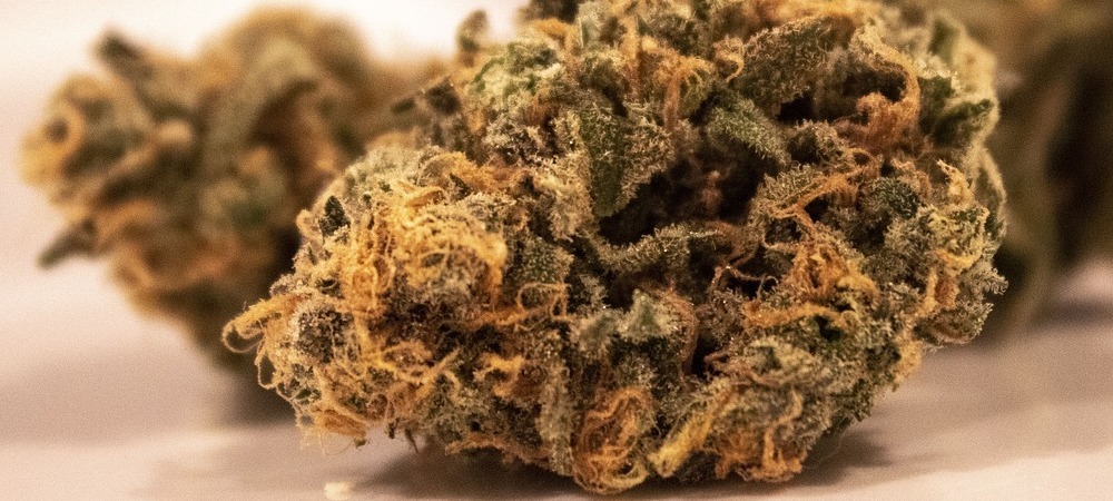 Consommation du pollen de cannabis