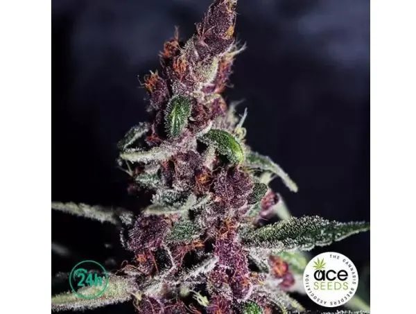 Violeta Fem roter cannabissorten
