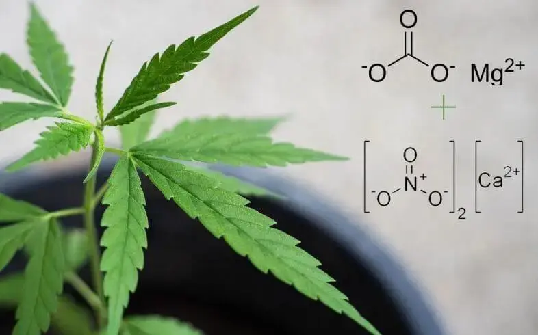 Dolomit: organischer Dnger fr Cannabis