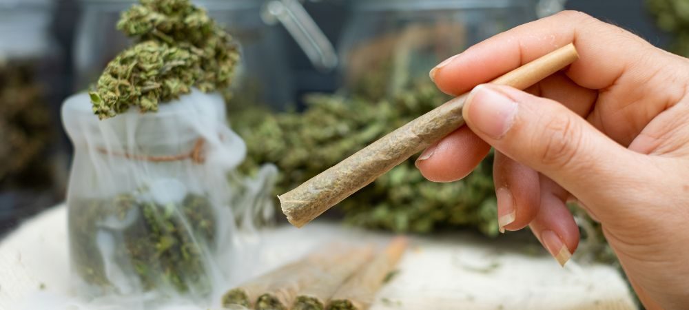 canna più grande del mondo