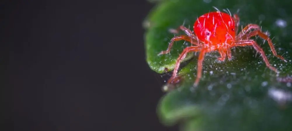 Roten Spinne