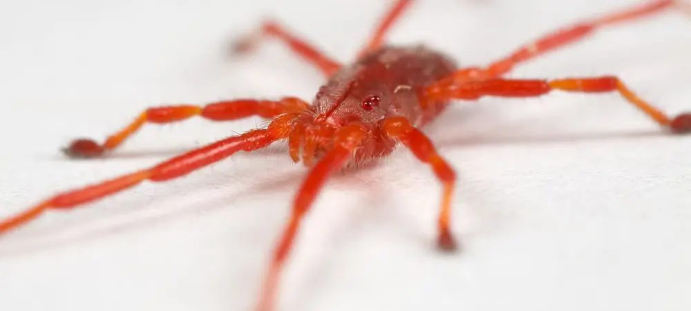 Management der Roten Spinne